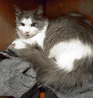 Misty - STUNNING GREYWHITE CAT Metro Atlanta ONLY Misty is a gorgeous young kitty  2 yrs old wh