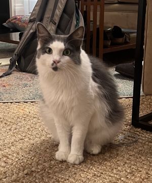 MISTY - STUNNING GIRL - Temp Foster/FINAL HOME! Domestic Long Hair Cat