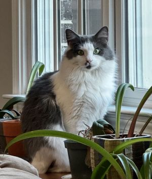 Misty - STUNNING GREYWHITE CAT Metro Atlanta Area ONLY FOSTERFINAL HOME NEEDED Meet Misty - your f