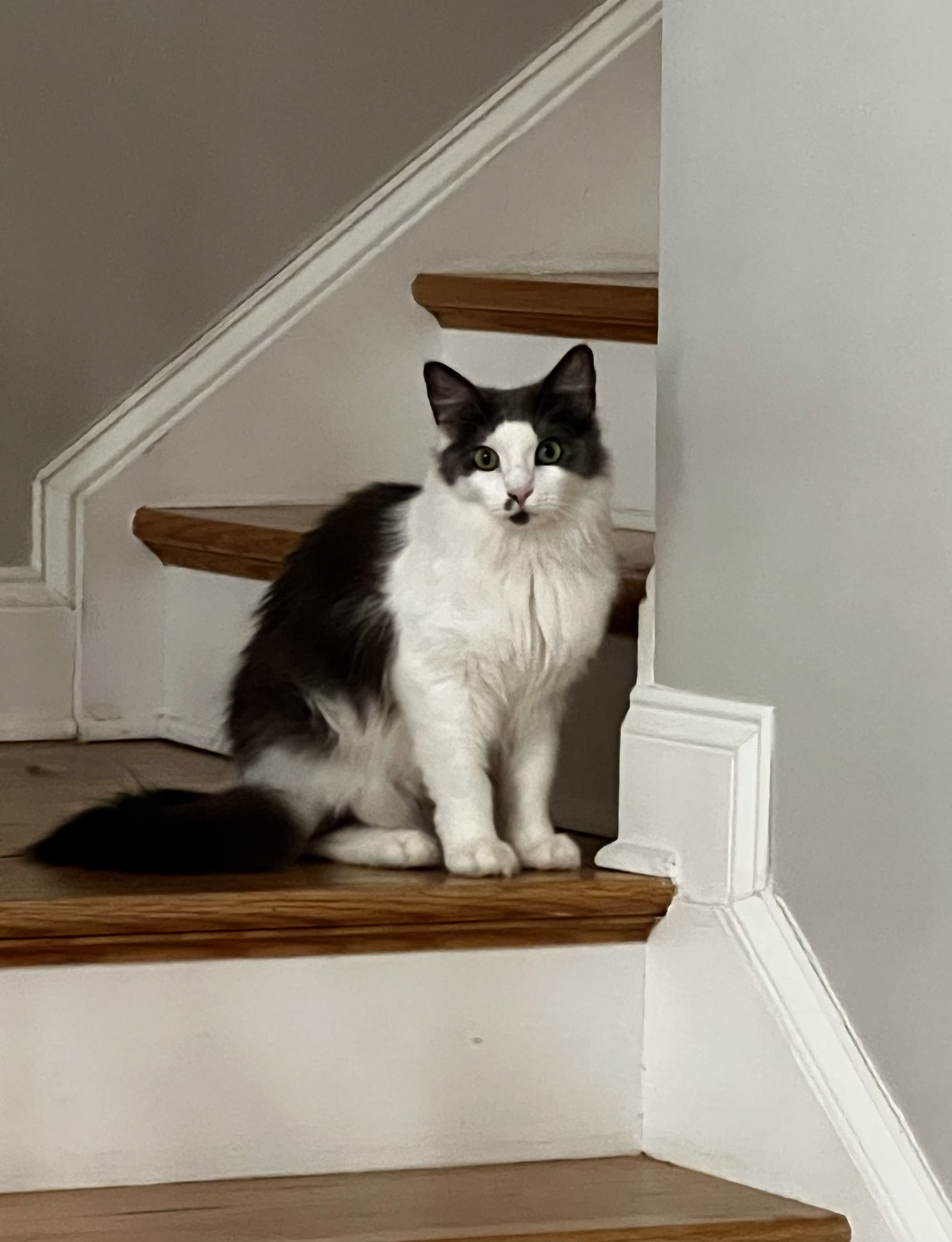 MISTY - STUNNING GIRL -Foster/FINAL HOME!