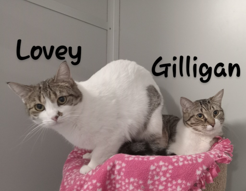 Gilligan(M)&Lovey(F), an adoptable Domestic Short Hair in Rockford, IL, 61126 | Photo Image 2
