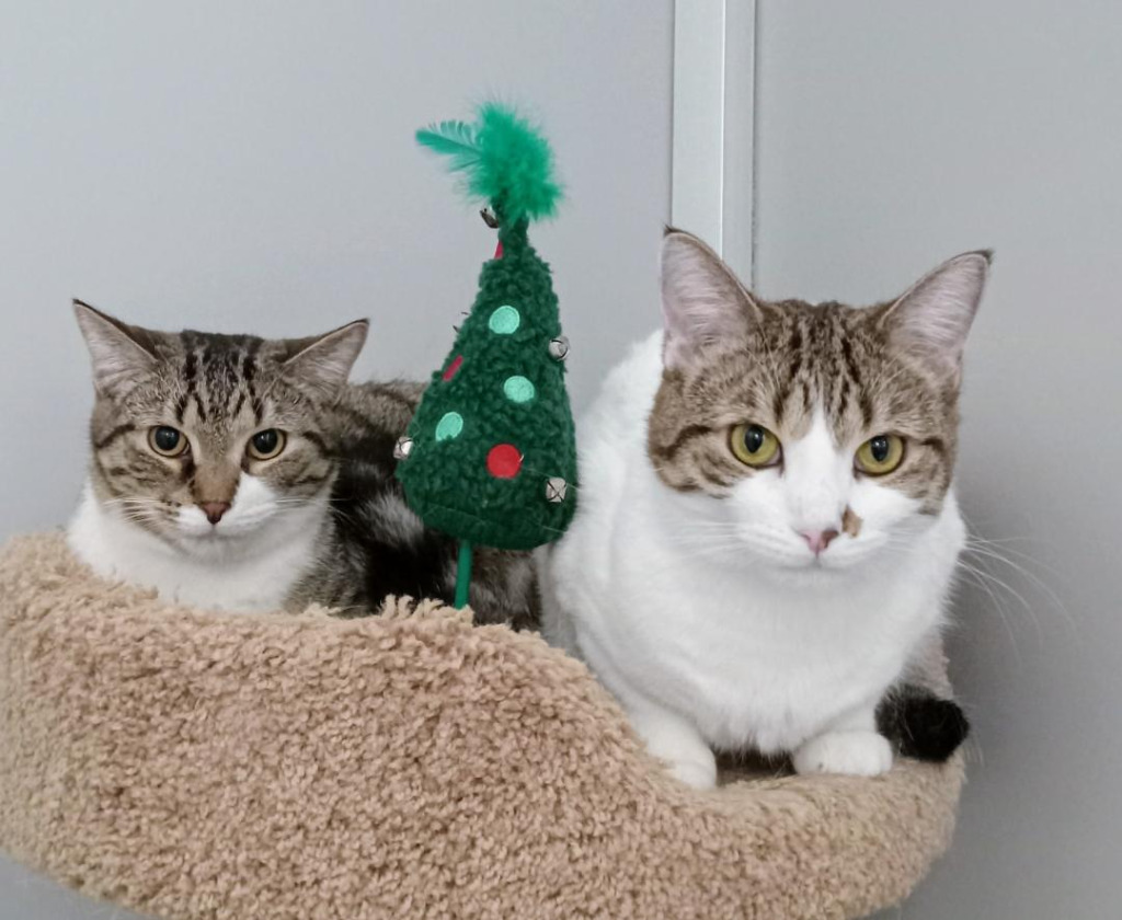 Gilligan(M)&Lovey(F), an adoptable Domestic Short Hair in Rockford, IL, 61126 | Photo Image 4