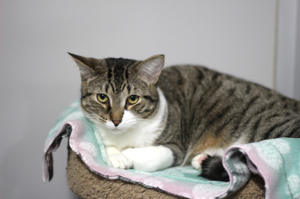 Gilligan(M)&Lovey(F), an adoptable Domestic Short Hair in Rockford, IL, 61126 | Photo Image 5