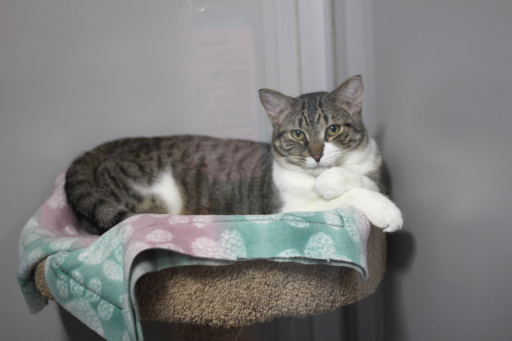 Gilligan(M)&Lovey(F), an adoptable Domestic Short Hair in Rockford, IL, 61126 | Photo Image 5