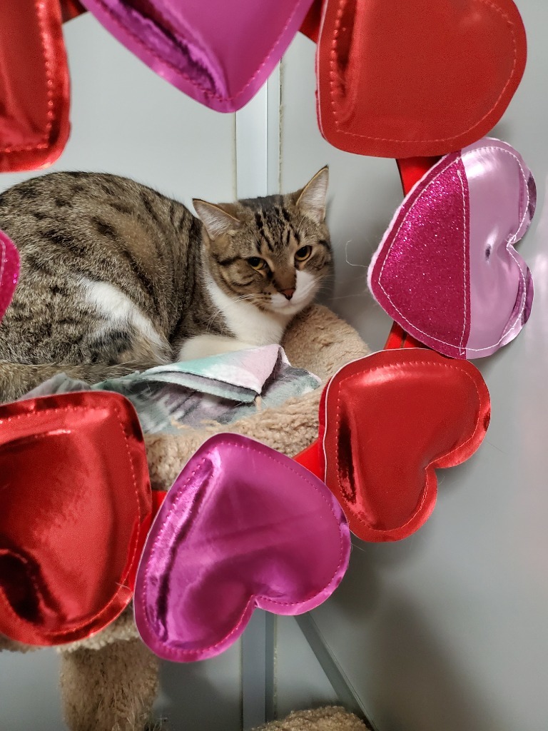 Gilligan(M)&Lovey(F), an adoptable Domestic Short Hair in Rockford, IL, 61126 | Photo Image 6