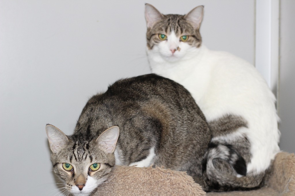 Gilligan(M)&Lovey(F), an adoptable Domestic Short Hair in Rockford, IL, 61126 | Photo Image 6