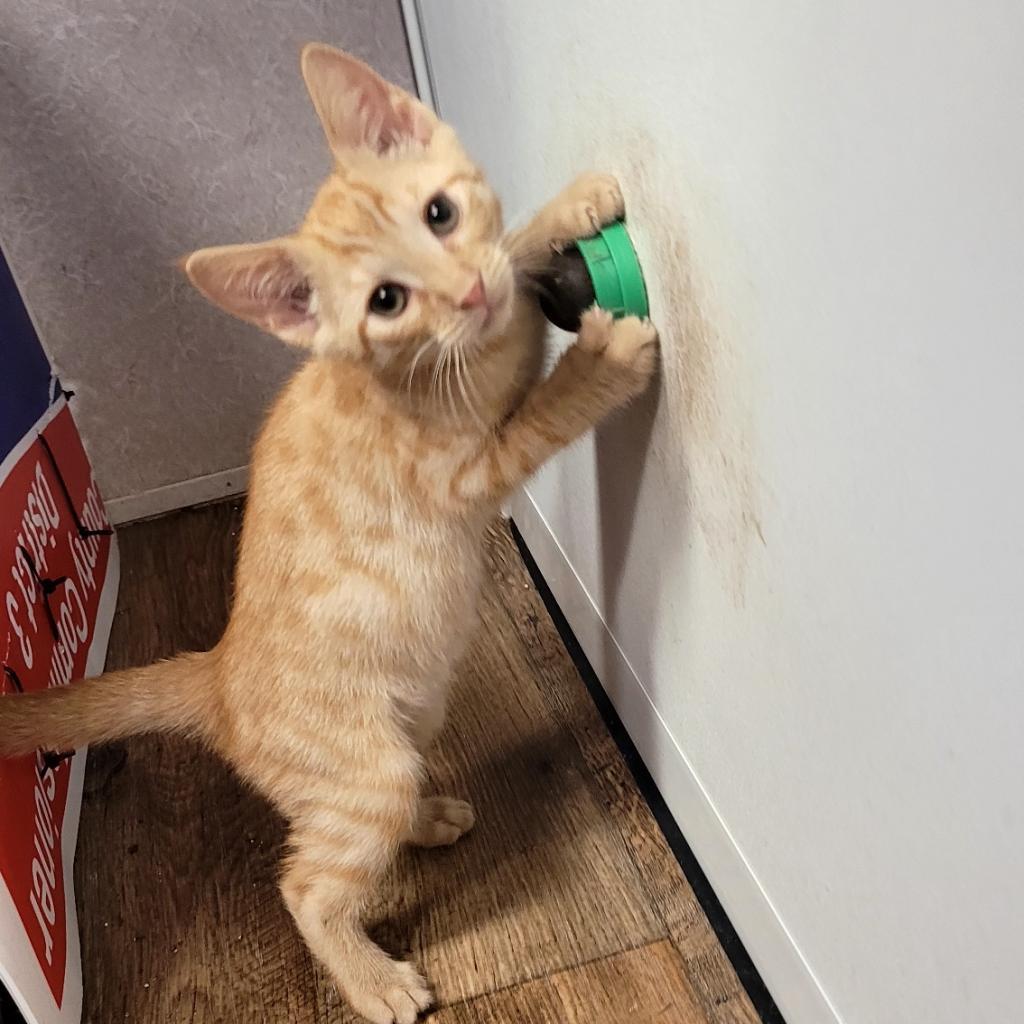 Sunkist, an adoptable Domestic Short Hair in Hinesville, GA, 31313 | Photo Image 1