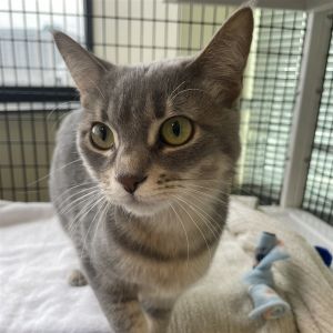 Hi there Im Star Im a 1 year old small size domestic shorthair spayed femal