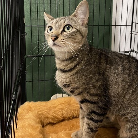 Solara, an adoptable Domestic Short Hair in Mount Shasta, CA, 96067 | Photo Image 1