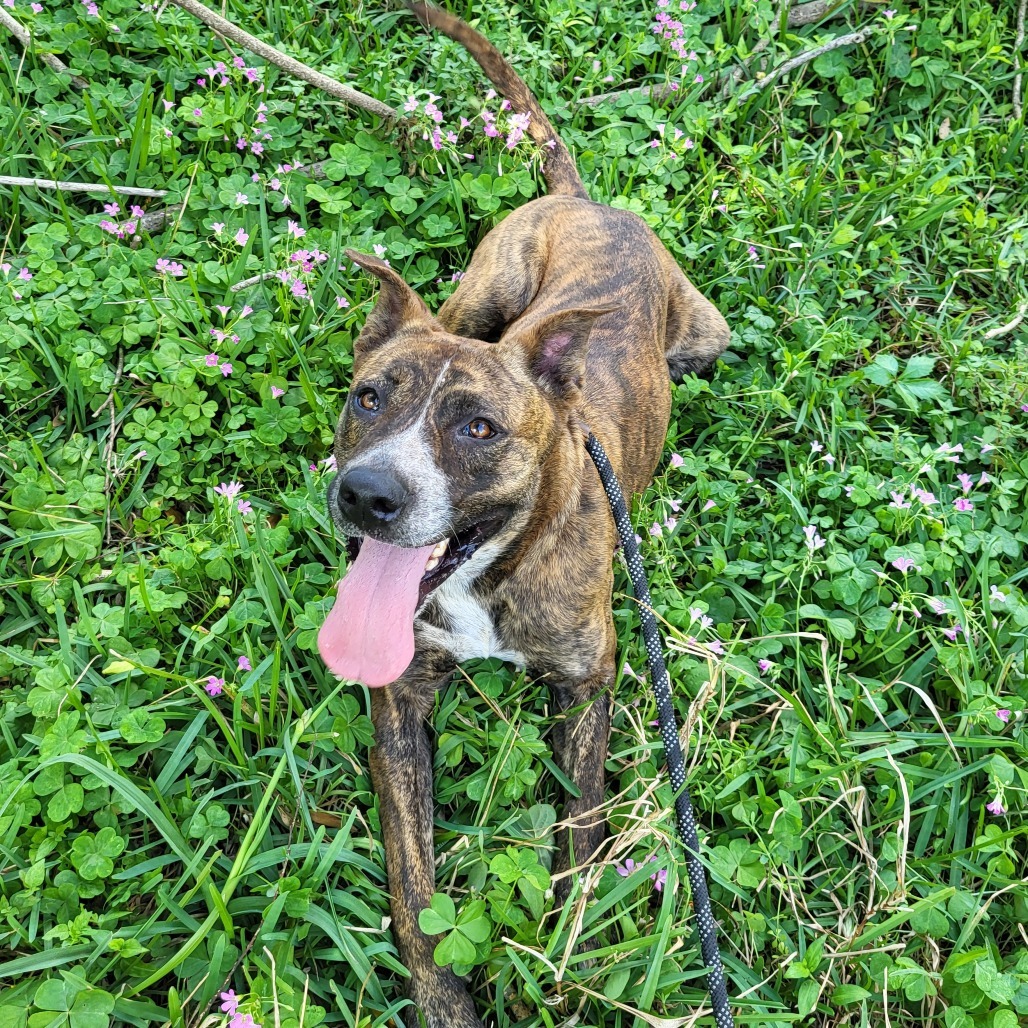 Nala Photo