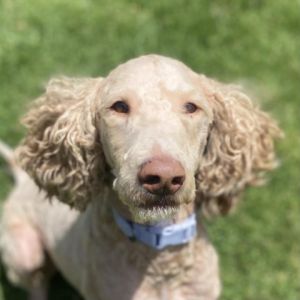 Hi My name is Bailey and Im at the Santa Maria Campus Im 3 year old female Standard Poodle who