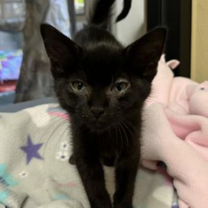 Hi My name is Shadow and Im at the Santa Maria Campus Im a 2 month old female Domestic Longhai
