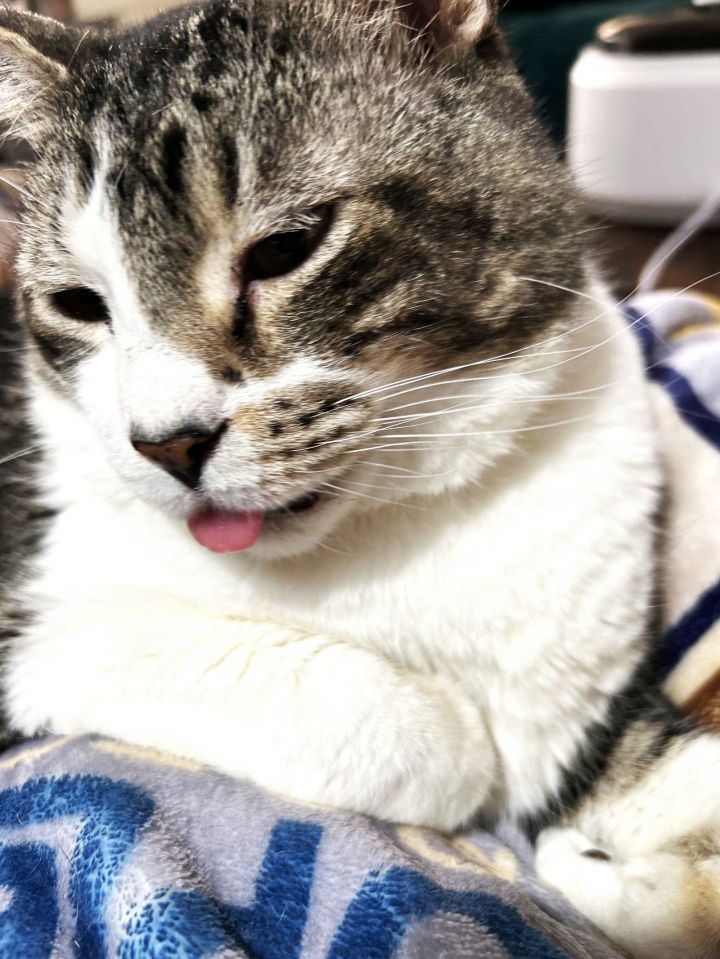 MR. TOM TOM 2