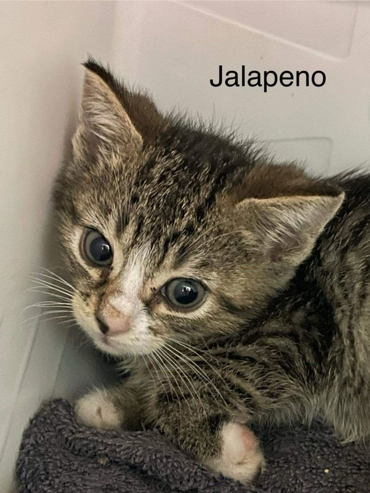 Jalapeo: Visit At Petsmart Lynchburg 1