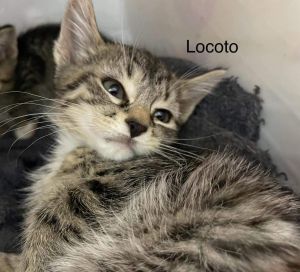 Locoto: Visit At Petsmart Lynchburg