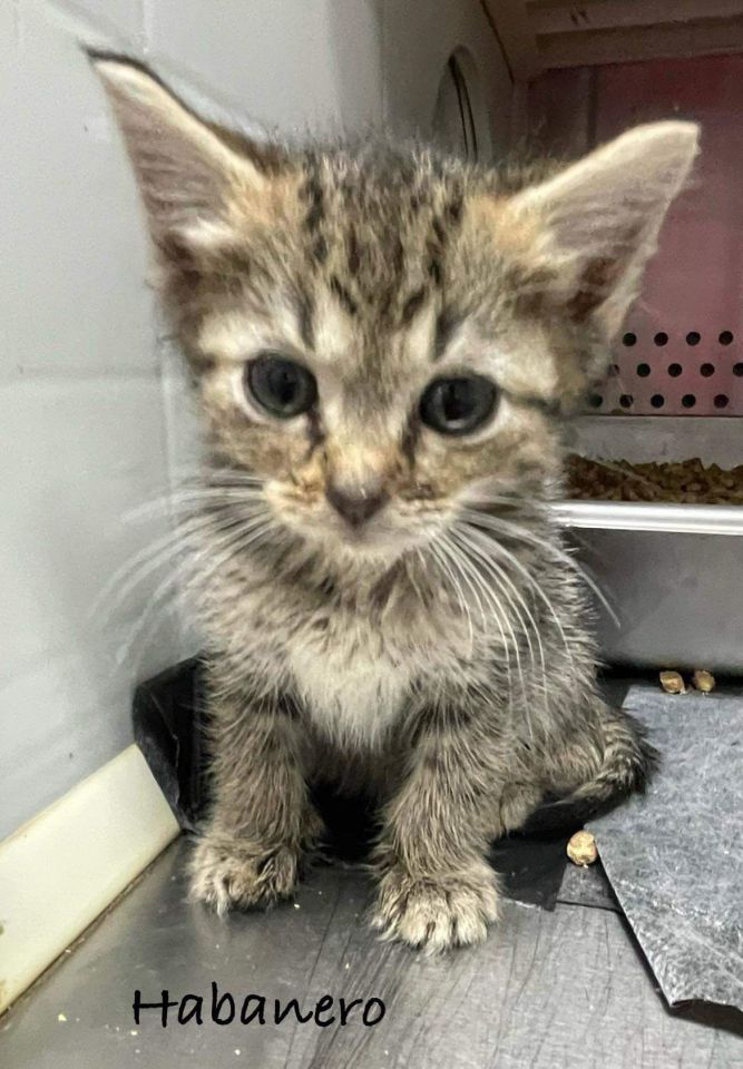 Habanero: Visit At Lynchburg Petsmart