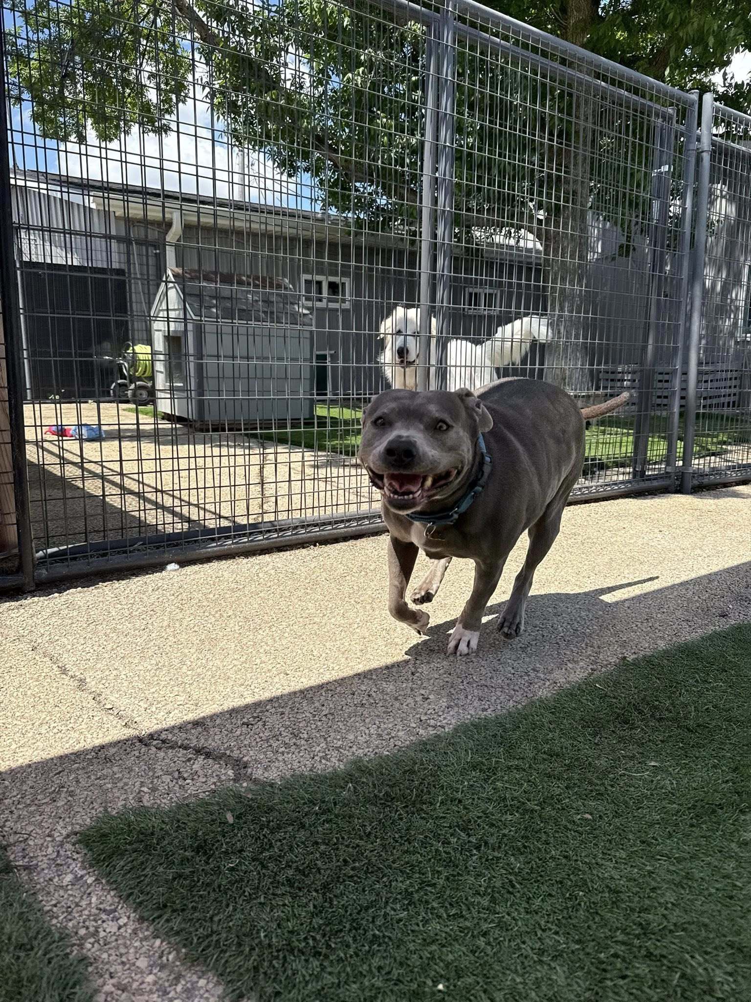 Hippo, an adoptable Pit Bull Terrier in Cedar Rapids, IA, 52405 | Photo Image 1