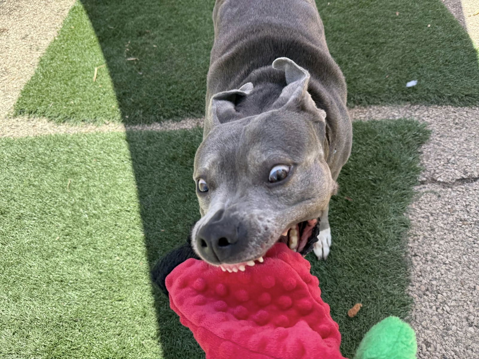 Hippo, an adoptable Pit Bull Terrier in Cedar Rapids, IA, 52405 | Photo Image 2