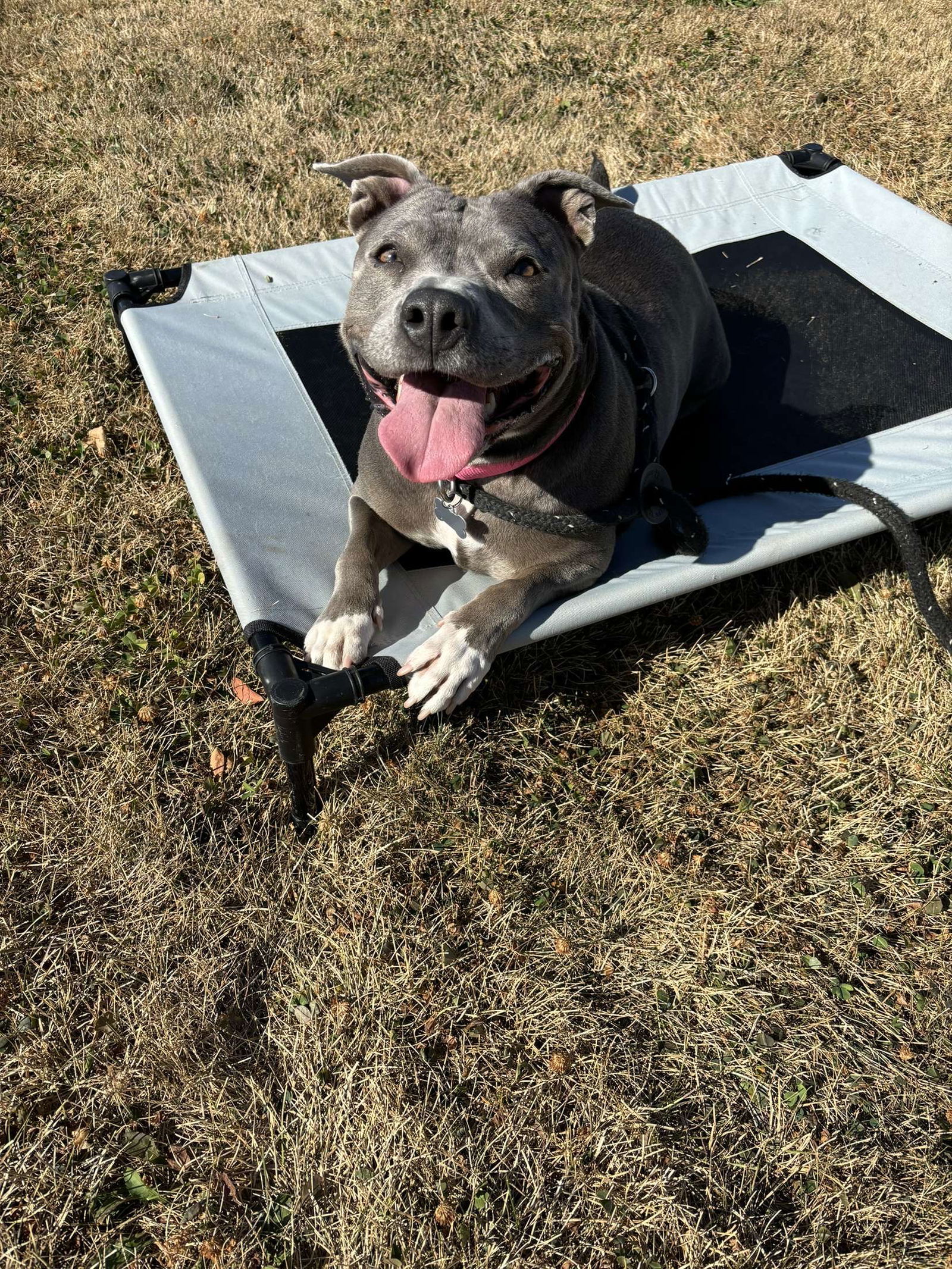 Hippo, an adoptable Pit Bull Terrier in Cedar Rapids, IA, 52405 | Photo Image 3