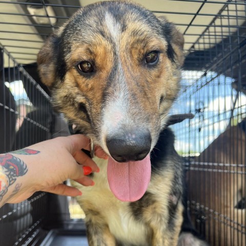 Radar, an adoptable Australian Shepherd in Fargo, ND, 58102 | Photo Image 3