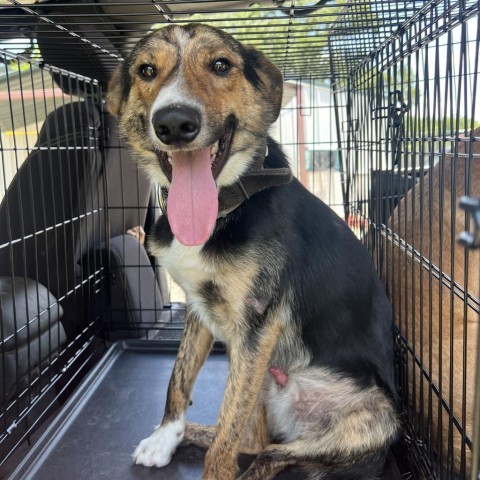 Radar, an adoptable Australian Shepherd in Fargo, ND, 58102 | Photo Image 4