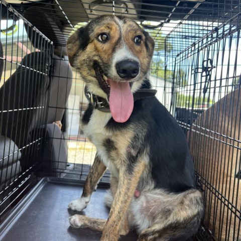 Radar, an adoptable Australian Shepherd in Fargo, ND, 58102 | Photo Image 6