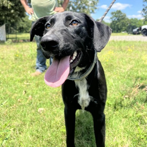 Clifford, an adoptable Black Mouth Cur in Fargo, ND, 58102 | Photo Image 6