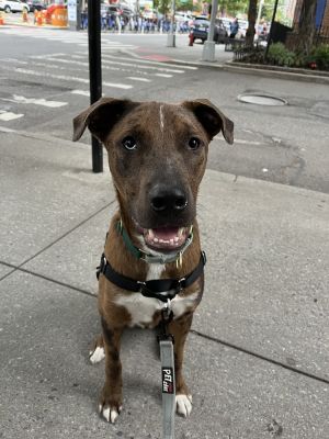 BERK - CatahoulaLab Mix 10 Months 63lbs Neutered - Close to his full grown size - Might get up t