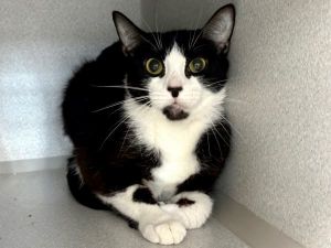 Please check here for updated adoption hours I have lived with cats I would appreciate slow introd