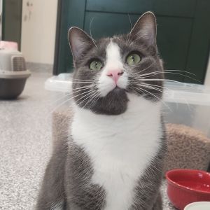 Peter Griffin, Adult Male Domestic Short Hair