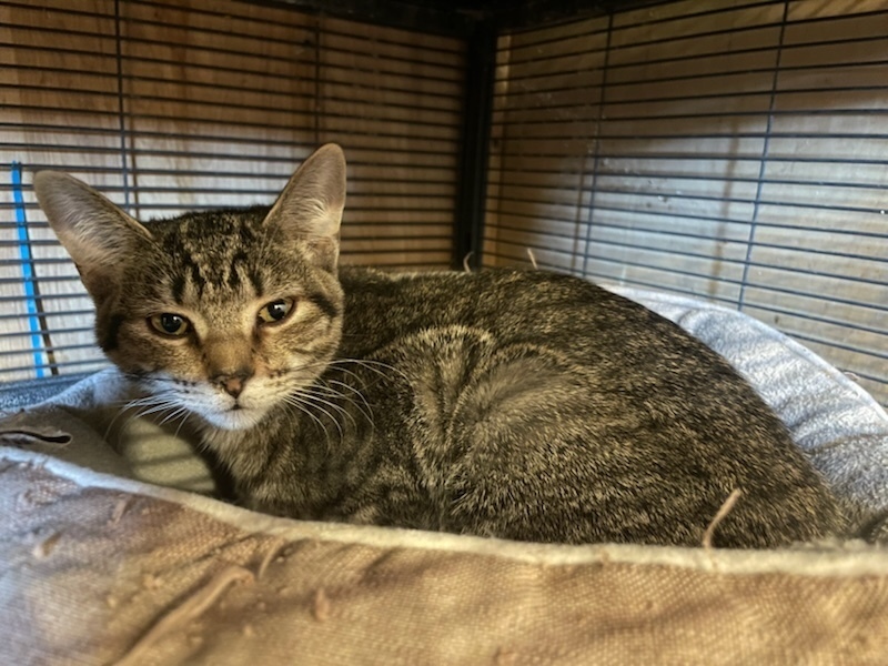 Aria, an adoptable Domestic Short Hair in Thatcher, AZ, 85552 | Photo Image 1