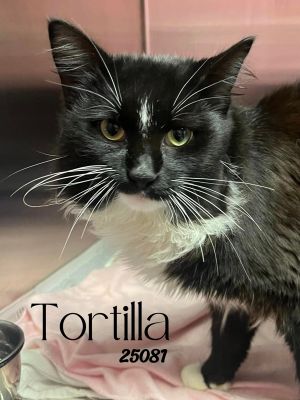 Tortilla Domestic Long Hair Cat