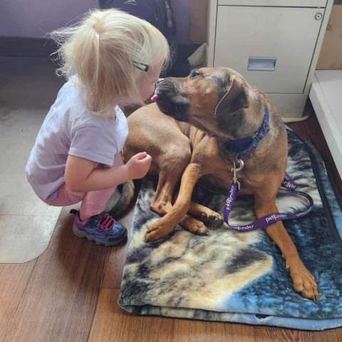 Winona/Stella, an adoptable Black Mouth Cur in Wadena, MN, 56482 | Photo Image 1