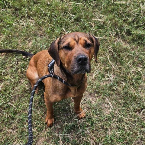 Winona/Stella, an adoptable Black Mouth Cur in Wadena, MN, 56482 | Photo Image 2