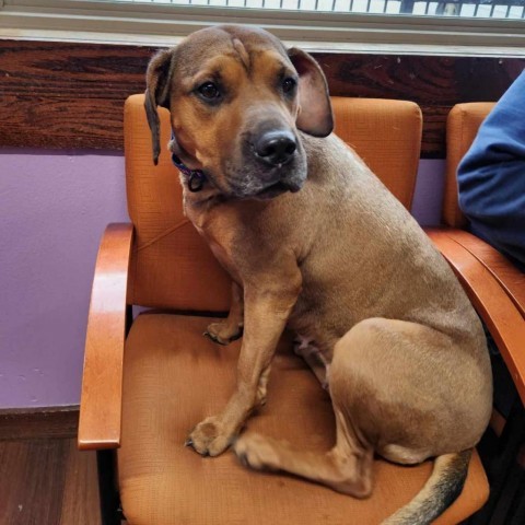 Winona/Stella, an adoptable Black Mouth Cur in Wadena, MN, 56482 | Photo Image 5