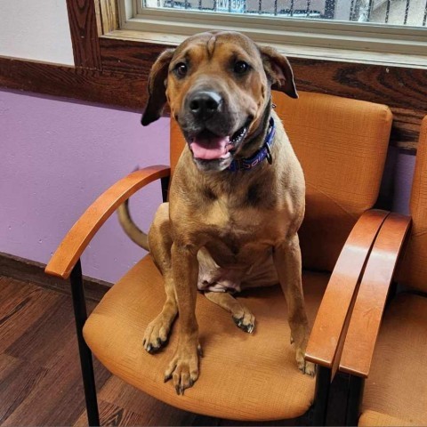 Winona/Stella, an adoptable Black Mouth Cur in Wadena, MN, 56482 | Photo Image 6