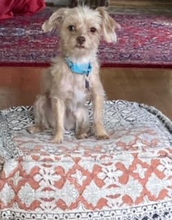 Animal Profile Chacha and her sister Lucy are between 4-6 year old terrier mixe