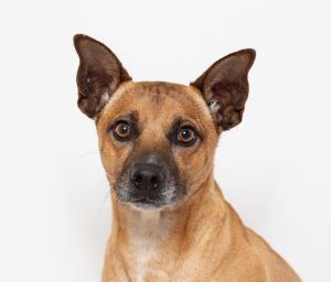 Hey there Im Roan the clever Chihuahua mix with the long legs and even longer love for life At f