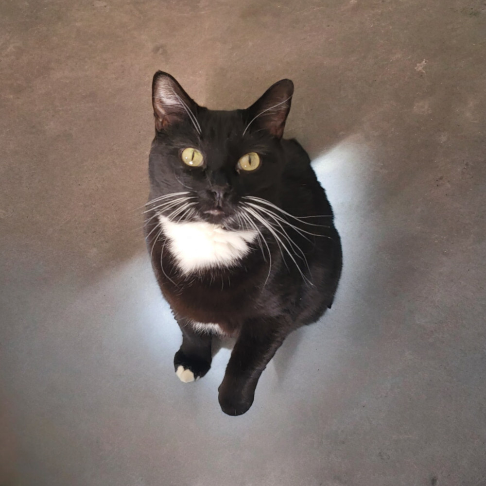 Madeline, an adoptable Domestic Short Hair in Evergreen, CO, 80439 | Photo Image 1