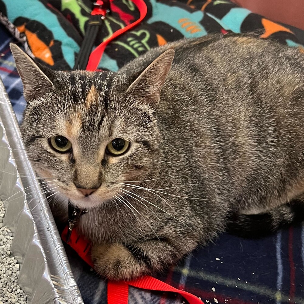 Torrey, an adoptable Domestic Short Hair in Aurora, CO, 80016 | Photo Image 2