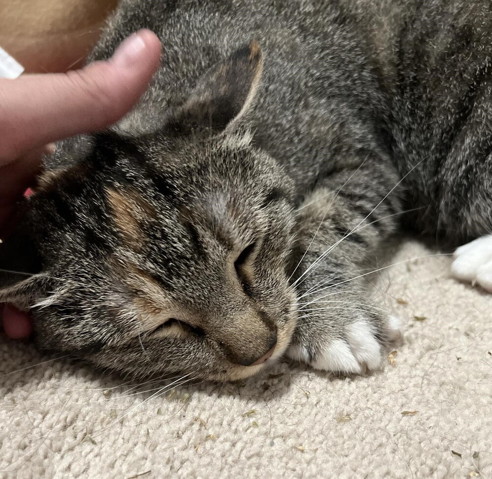 Torrey, an adoptable Domestic Short Hair in Aurora, CO, 80016 | Photo Image 4