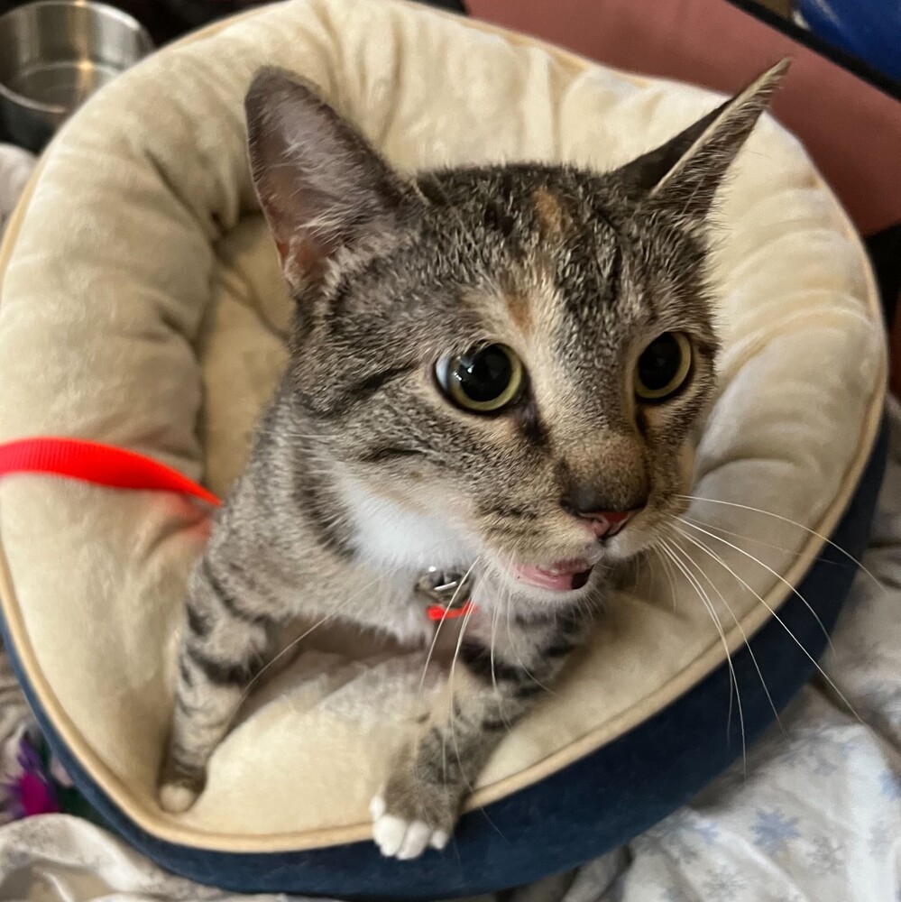 Torrey, an adoptable Domestic Short Hair in Aurora, CO, 80016 | Photo Image 5