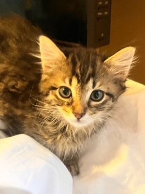 Hazel is a beautiful long-haired tabby girl She is sweet and loves to play Haz