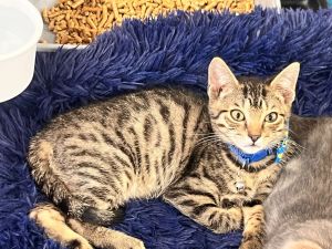 Barley is the sweetest tabby boy He is so mellow he is like a wet noodle He loves to purr