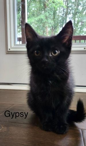 Gypsy Domestic Short Hair Cat