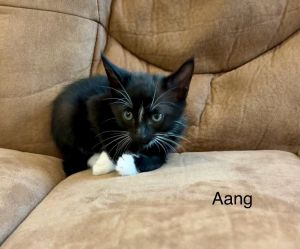 Aang Domestic Short Hair Cat