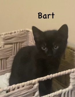 Bart Domestic Short Hair Cat