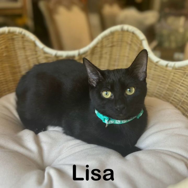 Lisa 1