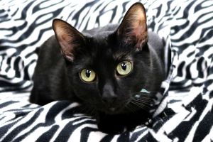 Lisa Domestic Short Hair Cat