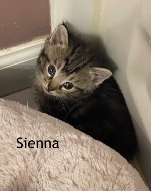 Sienna Tabby Cat